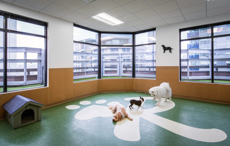 A Tour of Rover’s New Seattle Office, INDesign Marketing Services